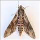 1972 (69.004) Convolvulus Hawk-moth